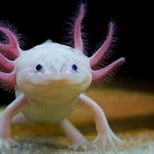 criaderos de ajolotes trajineras xochimilco