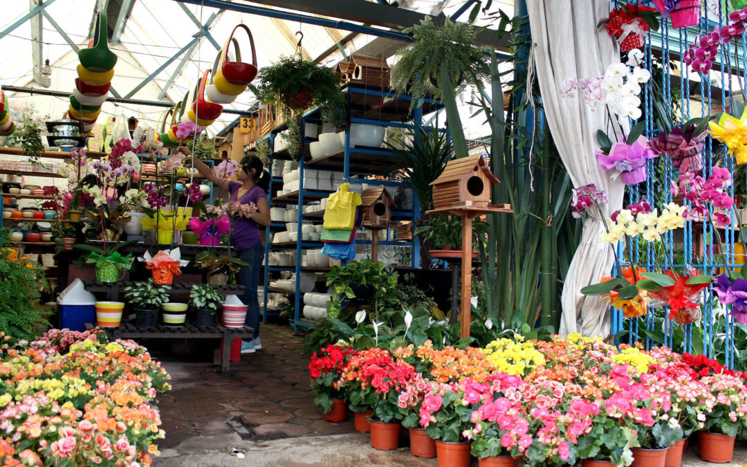 Mercado de Plantas Madreselva