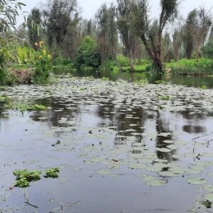 Recorrido Ecológico - Zona Natural Protegida de Cuemanco